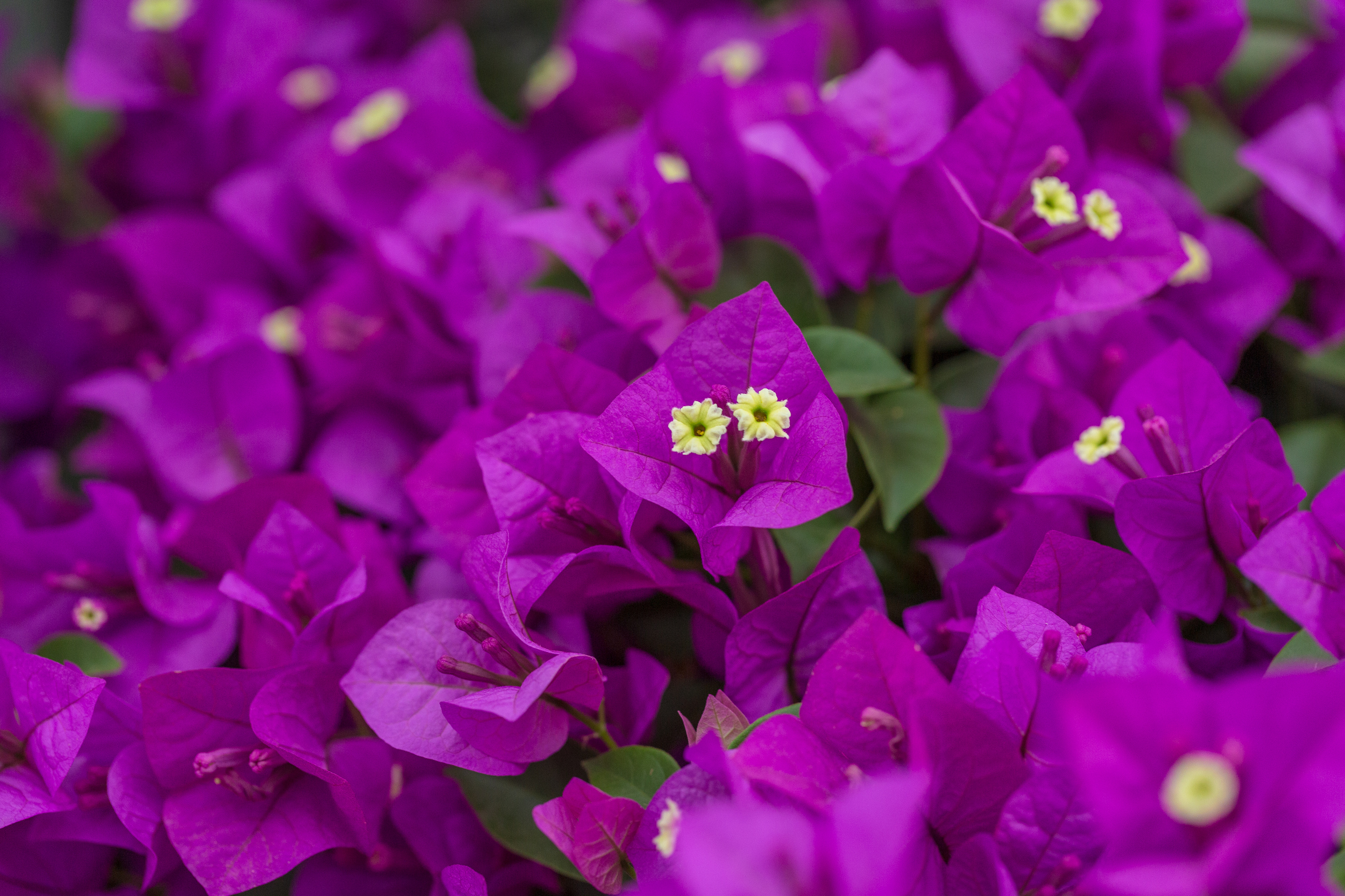 Bougainvillea blooming purple flowers outdoors，Bougainvillea spectabilis Willd